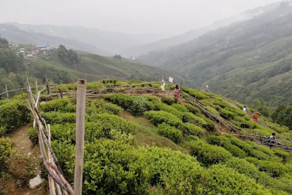tea garden