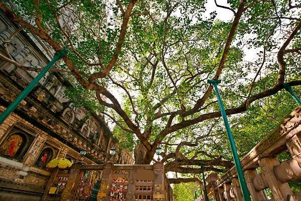 bodhi tree  - Gaya Tour Package From Varanasi