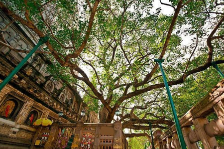 Gaya Bodhgaya Tour Package - Bodhgaya Bodhi Tree