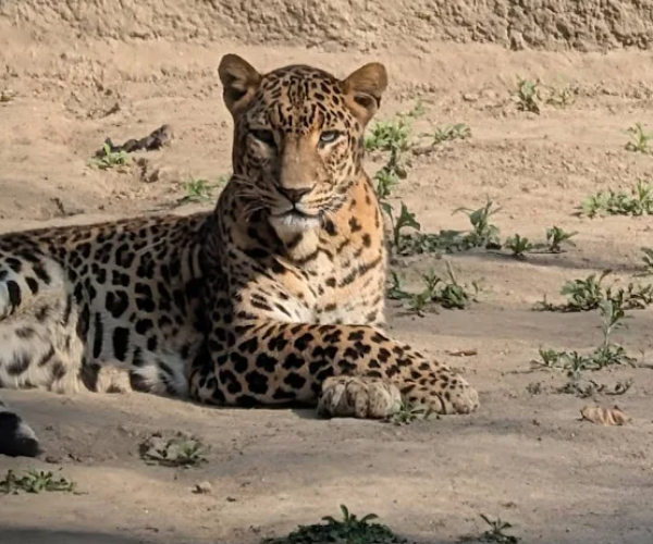 Places to visit in Delhi - The Delhi Zoo